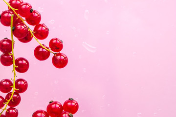 Sprigs of red currants with dew drops on a pink background. Healthy eating concept.