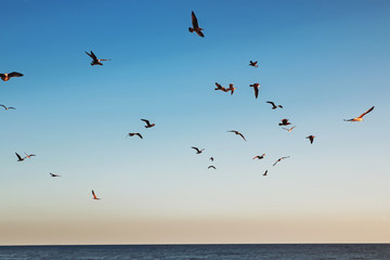 Fototapeta na wymiar Flock of seagulls flying in the sky