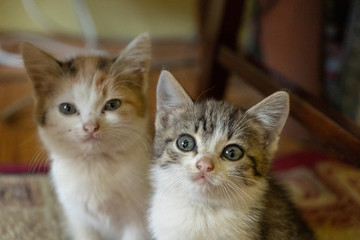 two kittens friends,two interesting little kittens in the room