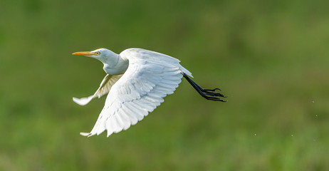 great white egret in flight