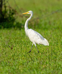 big white heron walking proud