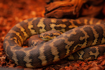 Schlange im Terrarium