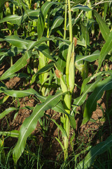 green corn in the field
