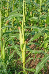 Obraz premium corn in the field