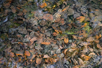 Autumn leaves and beech nuts lying on a riverbed seen through the clear water