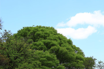Obraz premium Photo of background of lush trees and blue sky