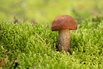 Edible mushroom growing in moss, in the forest on a sunny day.