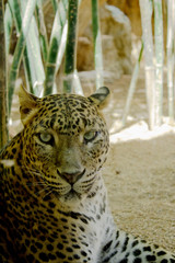 Leopard lying in relaxed state
