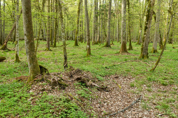 Naklejka premium Beautiful view of the original Bialowieza Forest, Poland