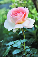 Pink rose in the garden. Vertical rose.