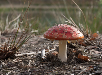 Red fly agaric mushroom in the forest on a sunny autumn day.