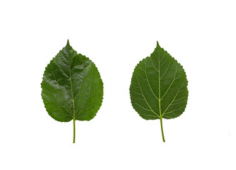 Green mulberry leaf isolated on white background - natural leaf background