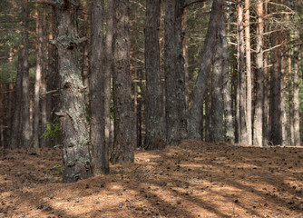 Obraz premium Pine forest in the sunny autumn day. Pine trees planted in a row.