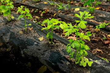 Heirloom celery beds in a vegetable garden, protected by black landscape plastic from frost, with a place for text