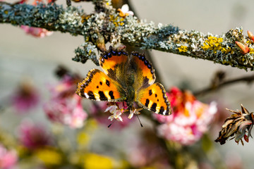 Schmetterlinge Frühling