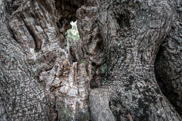 Olive tree bark close up