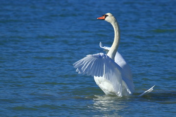 Naklejka premium Swan on the lake. Male ostentation. 