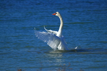 Swan on the lake. Male ostentation. 