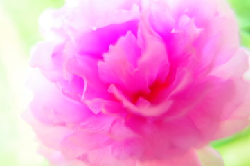 pink flower on green background