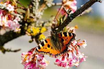 Schmetterlinge Frühling