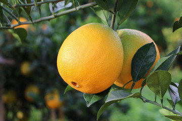 Newhall orange close-up hanging from a fruit tree