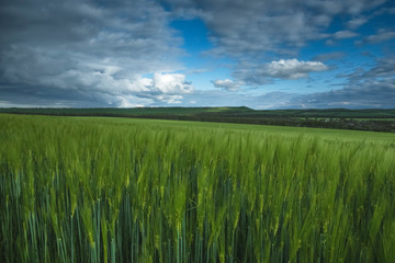 Fototapeta premium Green field of wheat, under a blue sky with thunderclouds. Beautiful landscape
