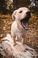 Cute yawning puppy on a tree
