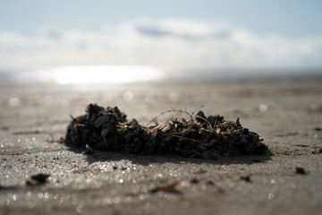 Strandgut