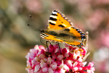 Schmetterlinge Frühling