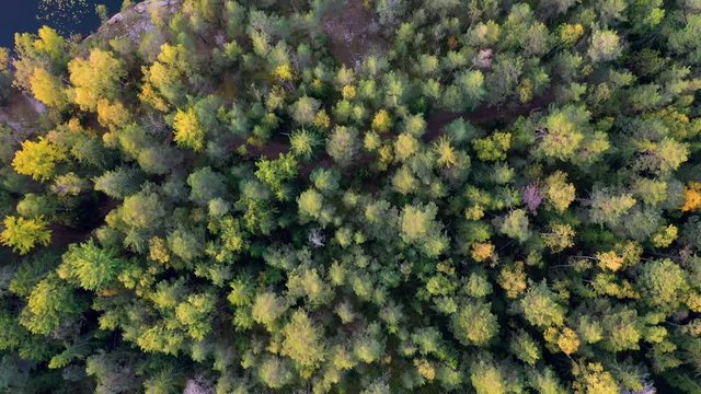 Autumn trees filmed from above
