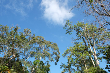 trees in the forest, Pine forest, sunlight, sunset, sunshine