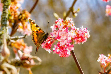 Schmetterlinge Frühling