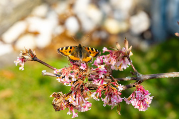 Schmetterlinge Frühling