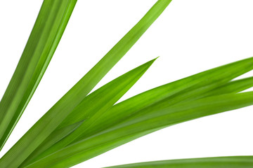 pandan leaves isolated on white background