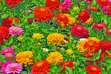 Garden with multicolored gorgeous flowers