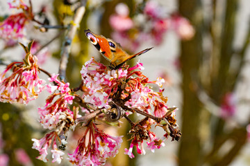 Fototapeta premium Schmetterlinge Frühling