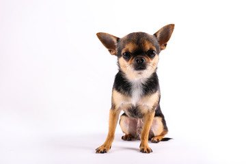 Studio shot of mini chihuahua with big ears & bulging eyes sitting over isolated background. Portrait of short-haired black white and brown miniature doggy. Close up, copy space.