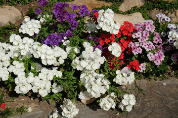 Naklejka premium Beautiful flower nature background. blooming in the garden