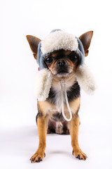 Studio shot of mini chihuahua with big ears & bulging eyes sitting over isolated background. Short-haired black white and brown miniature doggy wearing Christmas themed clothing. Close up, copy space.