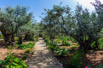 Fototapeta na wymiar The ancient Garden of Gethsemane