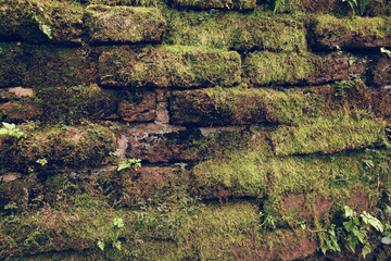 Beautiful Green Moss In The Forest, Background