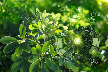 Foto op Plexiglas Biologie laboratorium natuur en wetenschap, planten met biochemie structuur op groene achtergrond. © ipopba