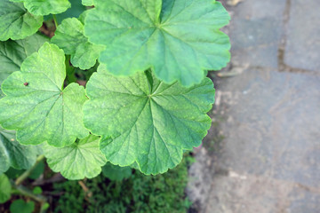 Stairway to the natural forest at the greenery outdoor garden