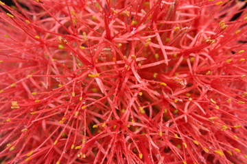 Fototapeta premium red flower