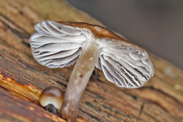Champignon à lamelles