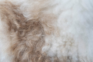 Fluffy beige and white fur close-up. Sheep fur light background.