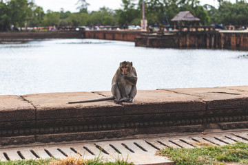 Monkey living in Angkor Wat, walking through the territory in search of food and tourists with food.