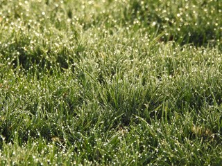 Gras, Morgentau, Natur, morgens, grün, frisch, Feld, Wiese, Pflanze, Tautropfen, Frühling,...