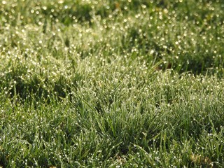 Gras, Morgentau, Natur, morgens, grün, frisch, Feld, Wiese, Pflanze, Tautropfen, Frühling, Sommer, Herbst, Pflanze, Garten, Wachstum, Nahaufnahme, außerhalb