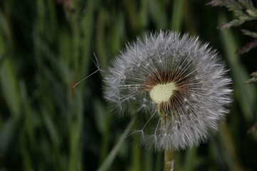 Löwenzahn, Pusteblume, Blume, Natur, Pflanze, Saat, Sommer, Flora, flaumig, Makro, Unkraut, Wiese, Wind, Nahaufnahme